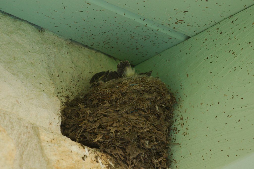 Eastern Phoebe nest 2015-04-25.jpg
